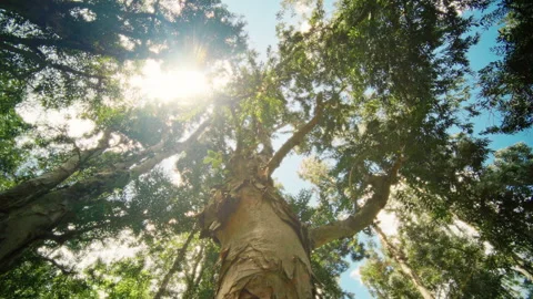 Sunlit Canopy A Tranquil Perspective of the Forest and Its Natural Beauty Above Stock Footage 313843695