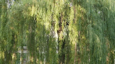 Sunlit Canopy of a Weeping Willow Tree Framed by Classical Park Architecture Stock Footage 340477072