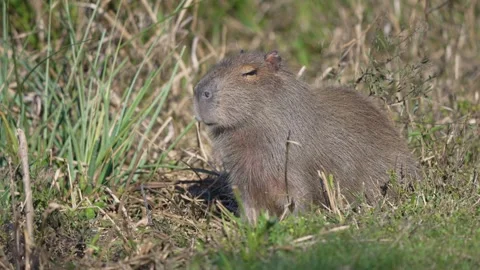 Sunlit Capybara Sitting Still in Dry Grass Stock Footage 341458682