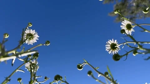 Sunlit chamomile field shot rising from grass to sky. Slow motion camera pa.. Stock Footage 340144632