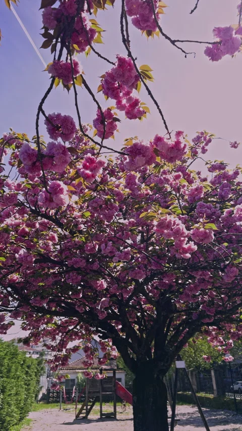 Sunlit Cherry Blossom Tree in Full Bloom Stock Footage 275736600