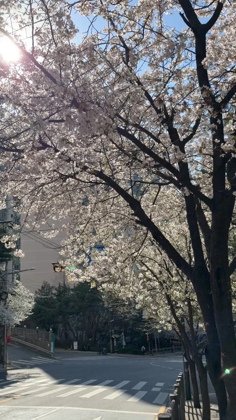 Sunlit Cherry Blossom Trees Lining City Street Corner Stock Footage 337557612