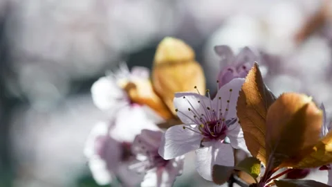Sunlit Cherry Blossoms Close-Up Stock Footage 267031376