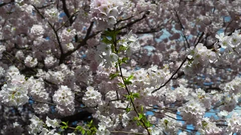 Sunlit Cherry Blossoms in Full Bloom Against Blue Sky Stock Footage 270185003