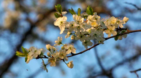 A sunlit cherry white blossom with yellow stamens and new tiny green leaves Vídeo Stock 38717535