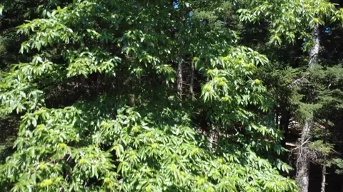 Sunlit chestnut tree with fruit standing tall within dense fir forest landscape Stock Footage 325221800