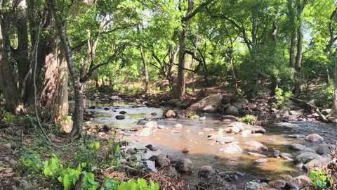 Sunlit Chinnar River with Forest Trees and Rocks in Idukki Kerala, 4K Stati.. Stock Footage 336361165