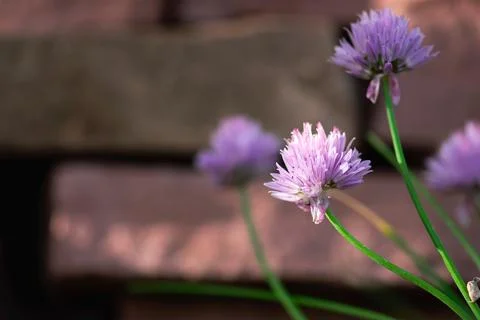 Sunlit Chive Flower Foto stock