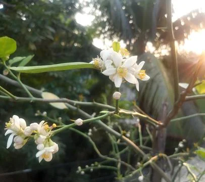 Sunlit citrus branches displaying fresh white lemon flowers and tight buds Stock Photos