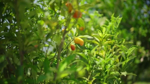 Sunlit citrus shrub with small oval yellow orange fruits in breeze Stock Footage 327013605