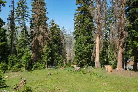 Sunlit clearing in conifer forest above Batumi with mountains Stock Photos