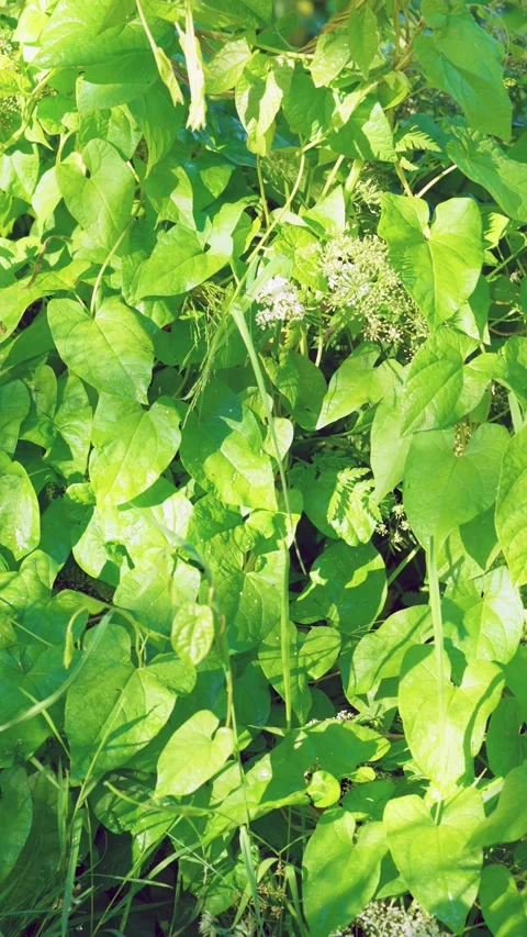 Sunlit climbing vine with shifting highlights across layered heart shaped leaves Stock Footage 342053462