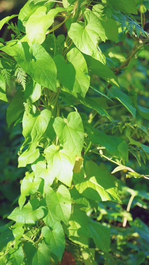 Sunlit climbing vine with shifting highlights across layered heart shaped leaves Stock Footage 342053464