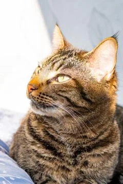 Sunlit Close-Up of a Tabby Cat Stock Photos