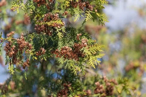 Sunlit closeup thuja tree foliage revealing clustered seeds and warm textur.. Stock Photos