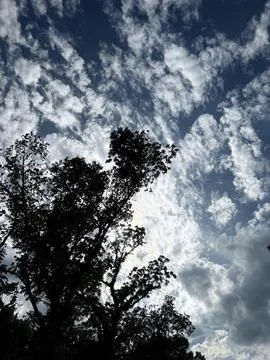 Sunlit Clouds Above Dark Tree Silhouettes Stock Photos