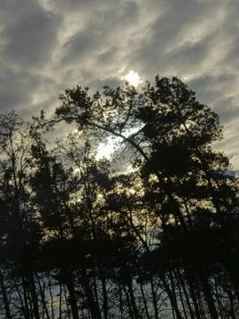 Sunlit clouds over silhouetted pine forest Stock Photos