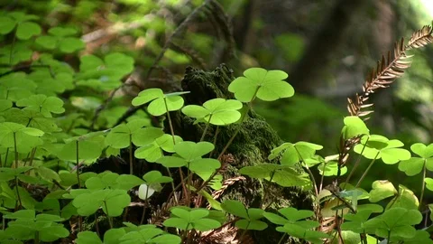 Sunlit Clovers on Forest Floor Stock Footage 106720427