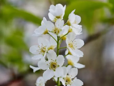 Sunlit Cluster Of Flowers With Attending Bee. Soft Light Bathes Blossoms As.. Stock Photos