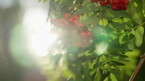 Sunlit clusters of red rowan berries hanging among glossy green compound leaves Vídeos de archivo 317568786