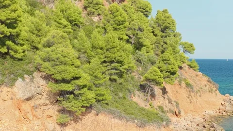 A sunlit coastal cliff covered with dense green pine trees rises above the clear Stock Footage 346680983