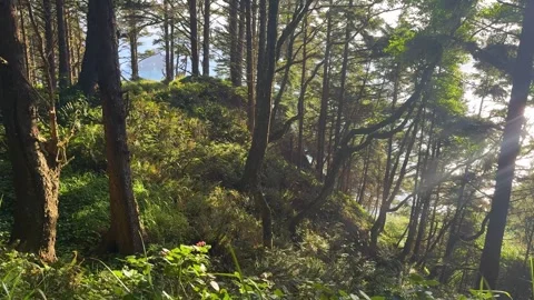 Sunlit Coastal Forest Overlooking the Pacific at Ecola State Park Stock Footage 341993091