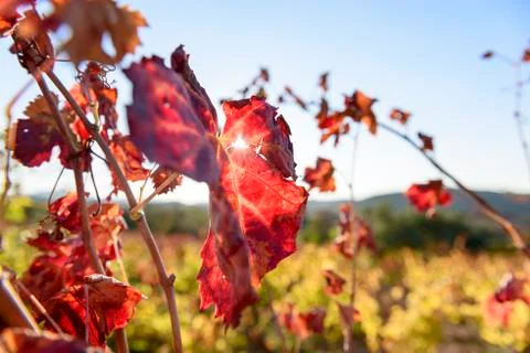 Sunlit colored vineyard Stock Photos