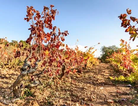 Sunlit colored vineyard Stock Photos