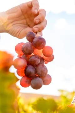 Sunlit colored vineyard Stock Photos
