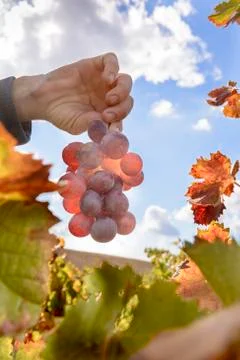 Sunlit colored vineyard Stock Photos