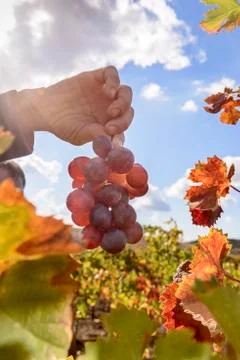Sunlit colored vineyard Stock Photos