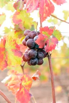 Sunlit colored vineyard Stock Photos