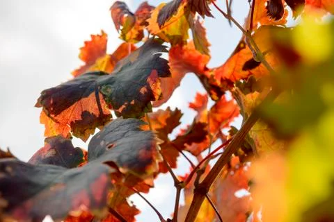 Sunlit colored vineyard Foto stock