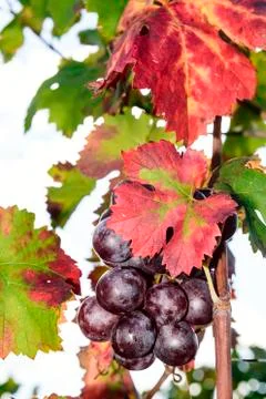 Sunlit colored vineyard Stock Photos