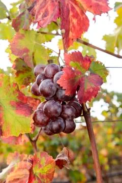 Sunlit colored vineyard Foto stock