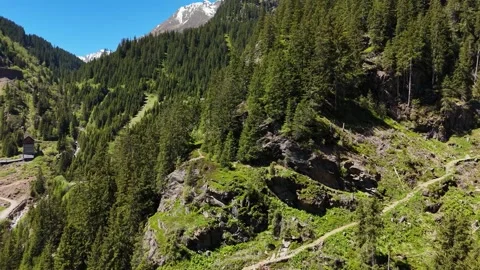 Sunlit Coniferous Forest Slope Climbing Alpine Ridge Видео 343813722
