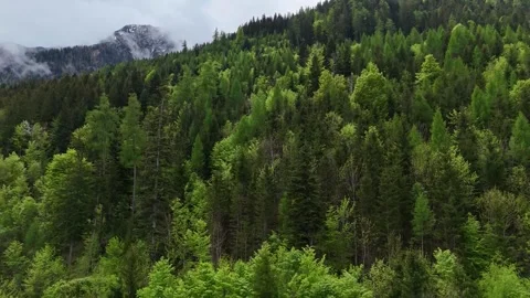 Sunlit Coniferous Forest Wall in Alpine Mountain Region Stock Footage 342378273