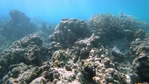 Sunlit Coral Reef Underwater in Sumatra Stock Footage 343138685
