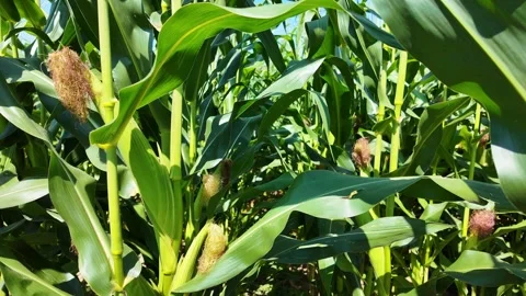 A sunlit corn field with green plants, and developing ears of corn gently swa Stock Footage 328982127