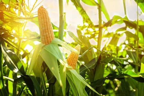 Sunlit corn field with ripening cobs, closeup view Stock Photos