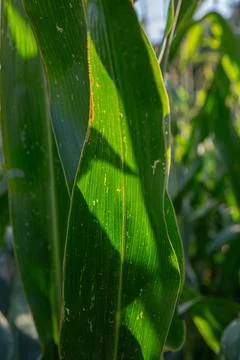 Sunlit Corn Leaves with Shadow Patterns Stock Photos