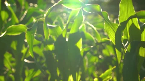 Sunlit Cornfield with Beautiful Light and Shadow in Rural Countryside Stock Footage 341872566