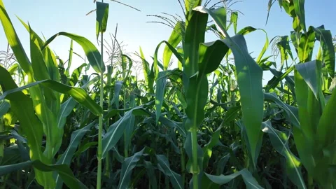 A sunlit cornfield with the camera moving sideways through tall plants. Stock Footage 326201481