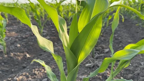 Sunlit Cornfield Growth Stock Footage 310494149