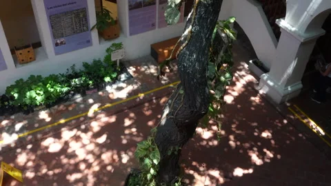 Sunlit Courtyard Tree at Museo del Oro Santa Marta – Dappled Light Interior Stock Footage 343037046