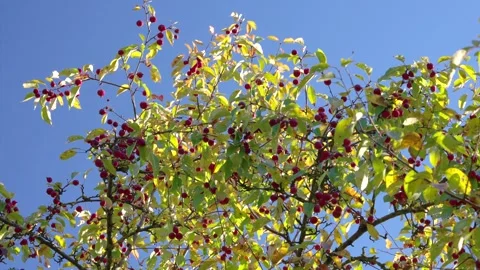 Sunlit crabapple canopy with breeze-tossed leaves and clustered red fruit agains Stock Footage 345676026