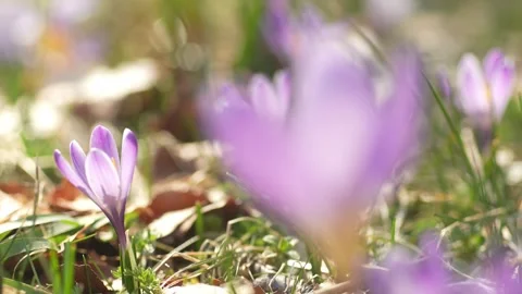 Sunlit Crocuses on Spring Meadow. Stock Footage 270522646