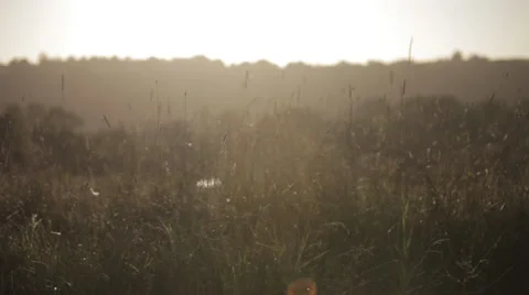 Sunlit Crops 스톡 동영상 32988196