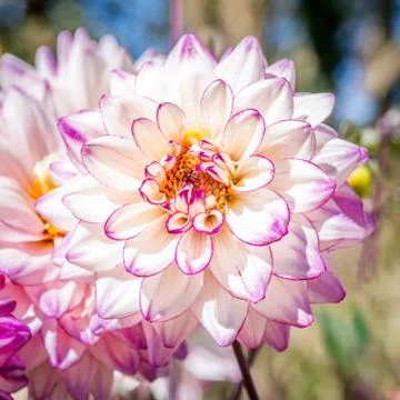 Sunlit Dahlia Foto stock