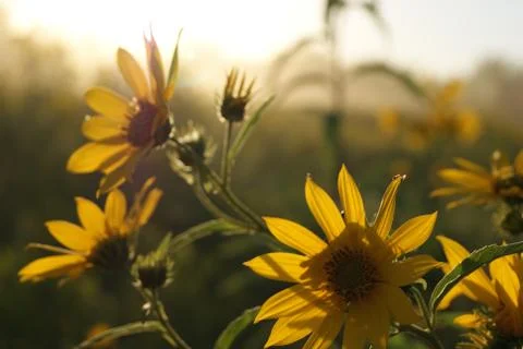 Sunlit Daisies Stock Photos